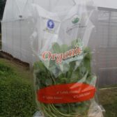 Bayam hijau organik - IPB Shop Official