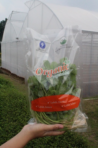 Bayam hijau organik - IPB Shop Official