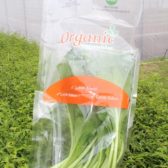 Caisim organik - IPB Shop Official