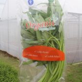 Kangkung organik - IPB Shop Official