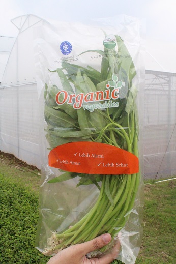 Kangkung organik - IPB Shop Official