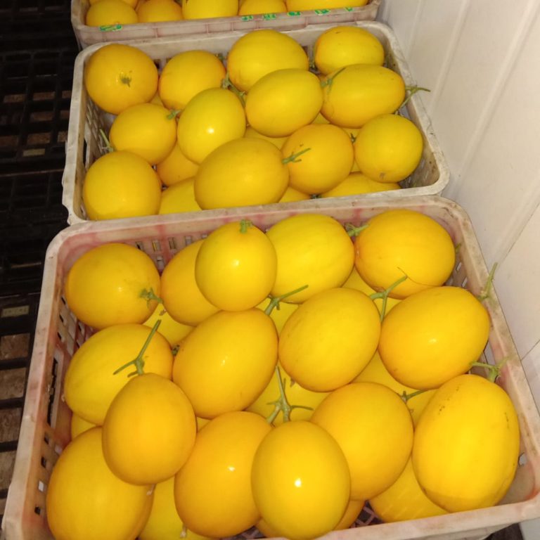 Melon Golden IPB - IPB Shop Official